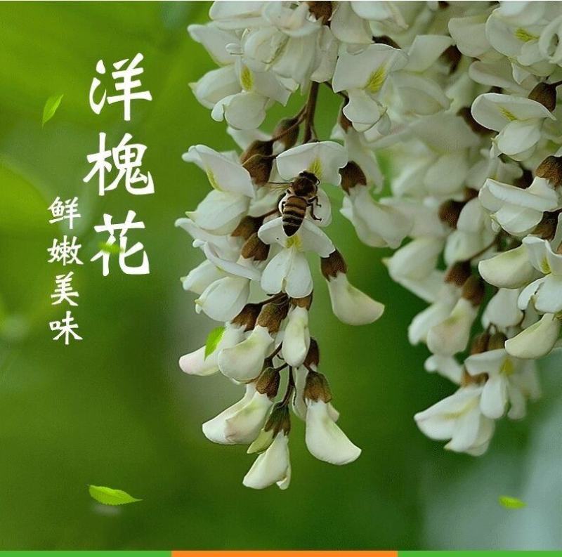 河北槐花洋槐花，现摘现发，真空包装，多种规格发货