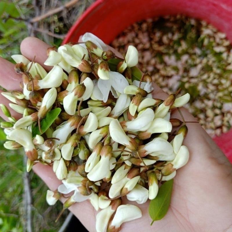 河北槐花洋槐花，现摘现发，真空包装，多种规格发货