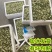 河北槐花洋槐花，现摘现发，真空包装，多种规格发货