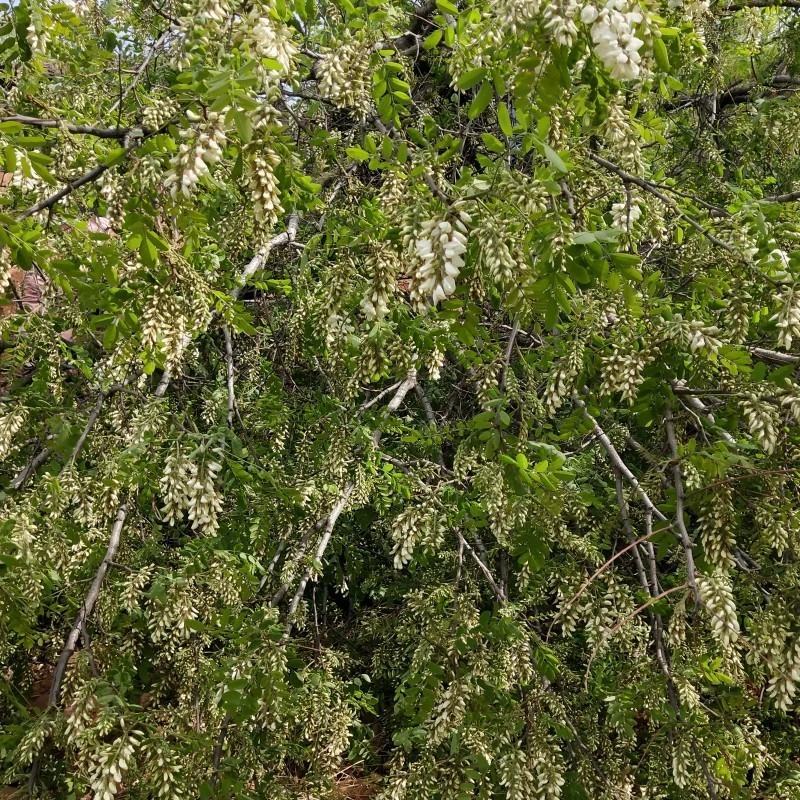 河北槐花洋槐花，现摘现发，真空包装，多种规格发货