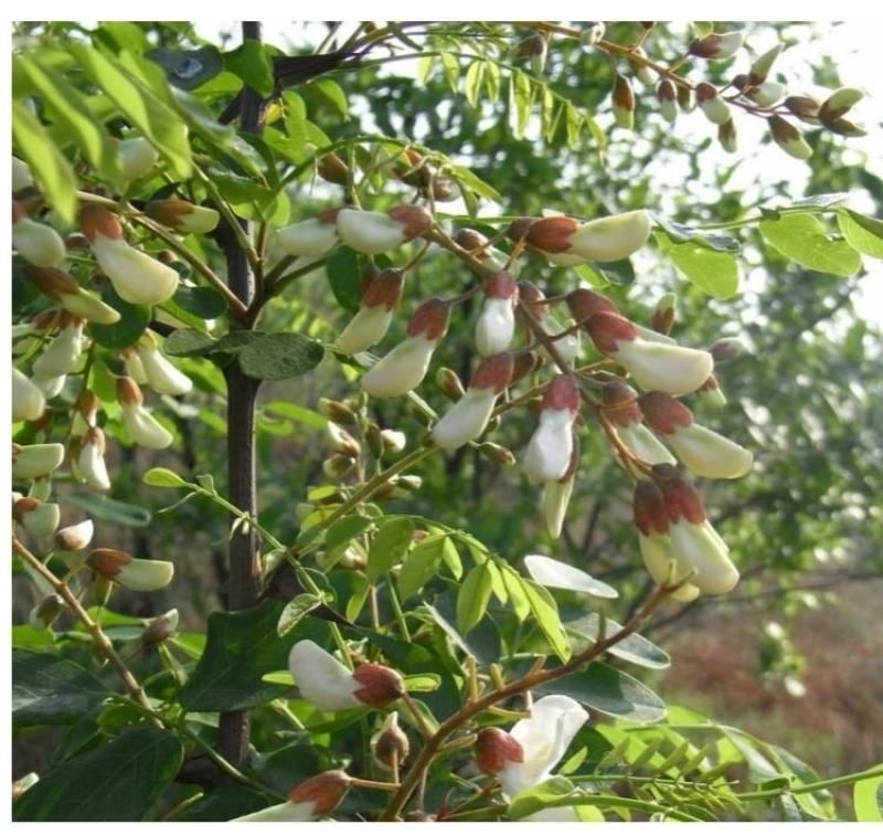河北槐花洋槐花，现摘现发，真空包装，多种规格发货
