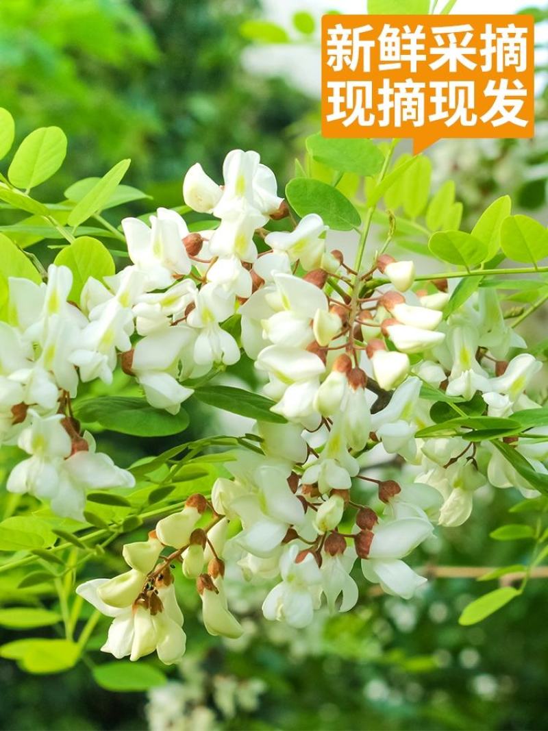 河北槐花洋槐花，现摘现发，真空包装，多种规格发货