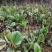 虎杖种苗酸汤梗种苗种芽虎杖种芽虎斑竹种苗