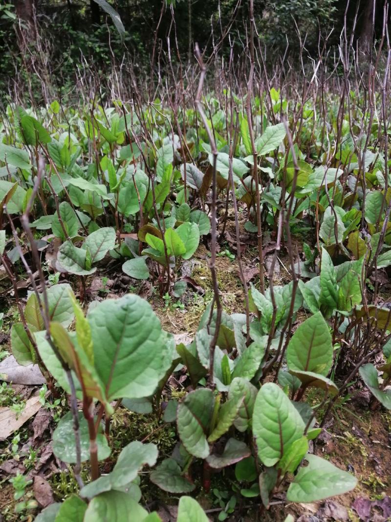 虎杖种苗酸汤梗种苗种芽虎杖种芽虎斑竹种苗