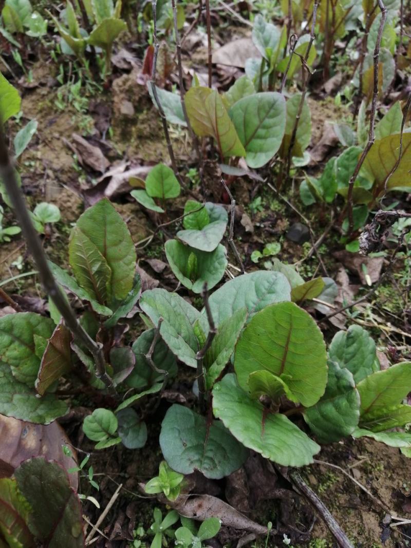 虎杖种苗酸汤梗种苗种芽虎杖种芽虎斑竹种苗