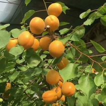 山西省运城市夏县暖棚里面的金太阳品种杏，口感适中