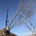 5-6米丛生五角枫单品基地…陕西省白水县