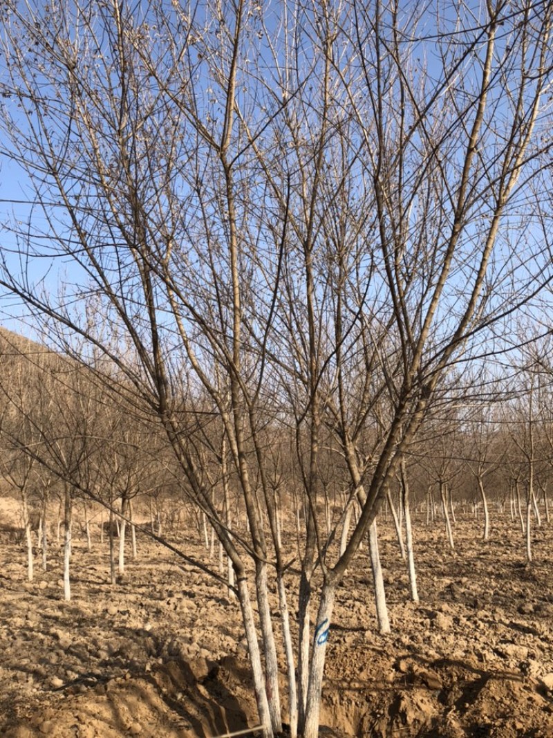 5-6米丛生五角枫单品基地…陕西省白水县