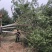 5-6米丛生五角枫单品基地…陕西省白水县