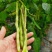 山东芸豆大量上市货源充足保质保量支持全国发货