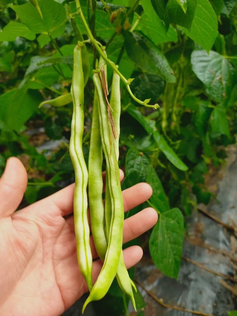 山东芸豆大量上市货源充足保质保量支持全国发货