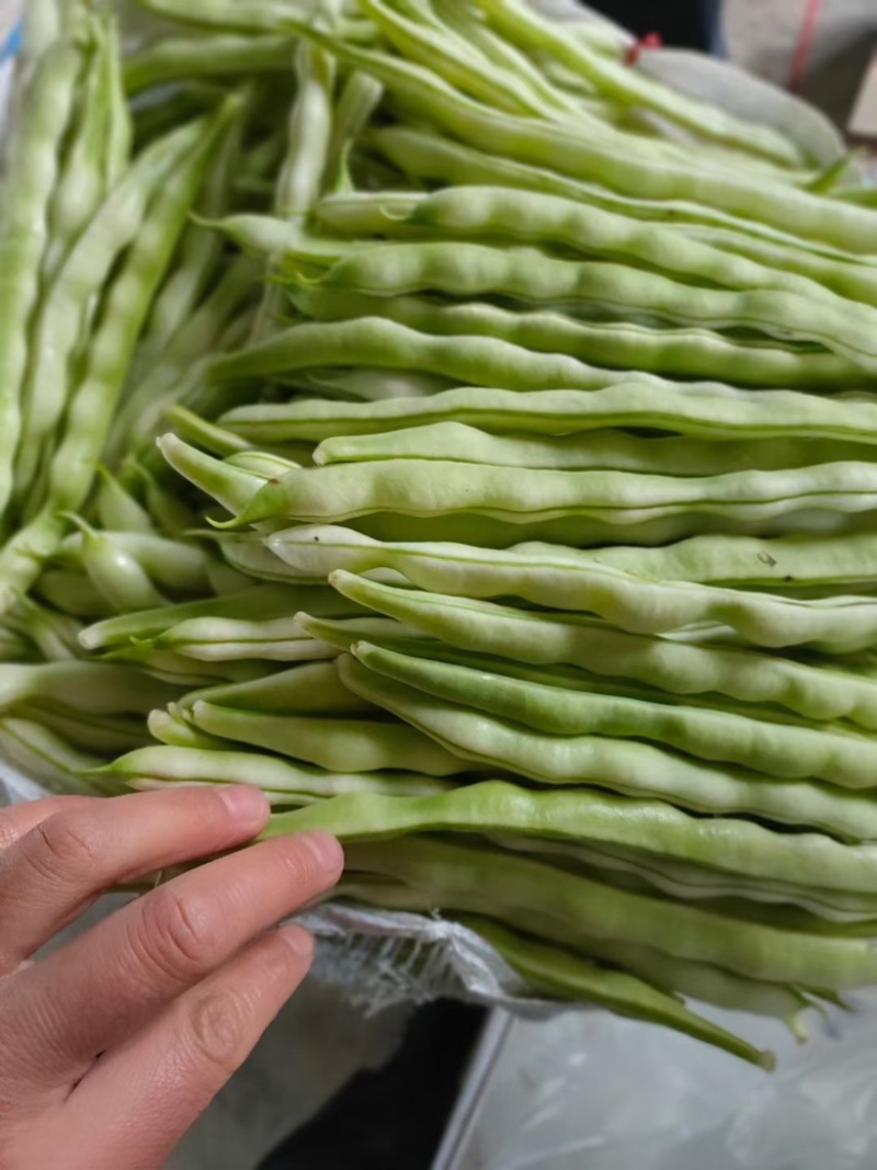 山东芸豆大量上市货源充足保质保量支持全国发货