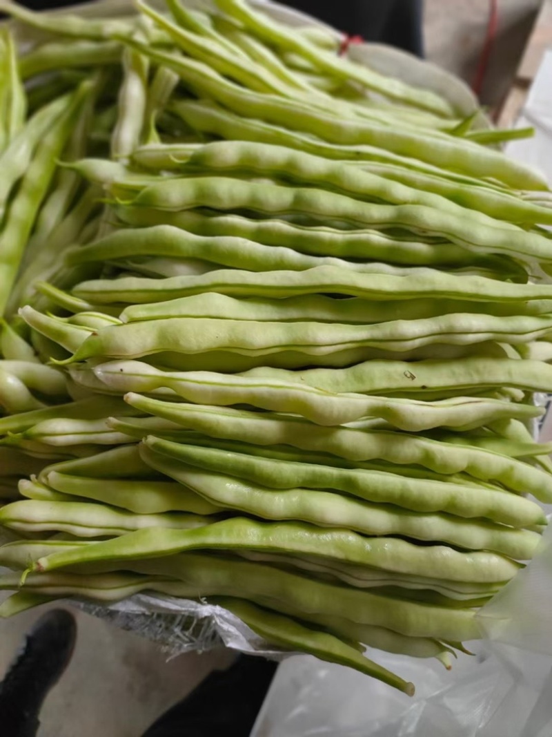 山东芸豆大量上市货源充足保质保量支持全国发货