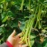山东芸豆大量上市货源充足保质保量支持全国发货