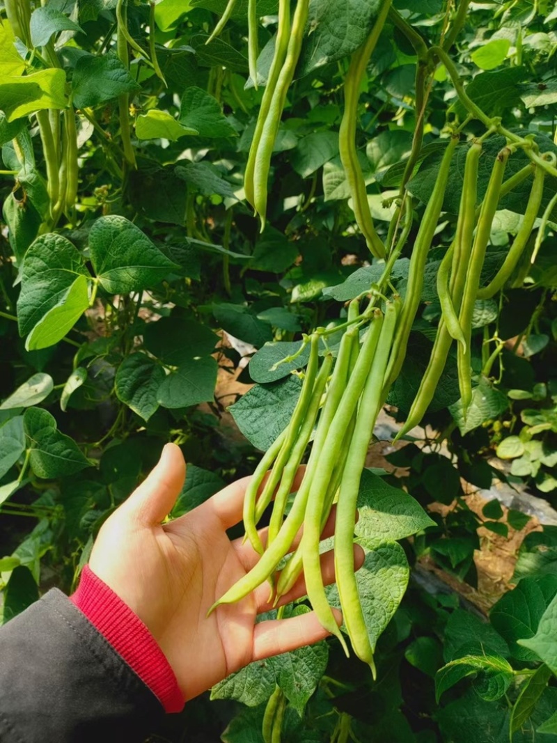 山东芸豆大量上市货源充足保质保量支持全国发货