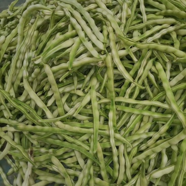 山东芸豆大量上市货源充足保质保量支持全国发货