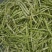 山东芸豆大量上市货源充足保质保量支持全国发货