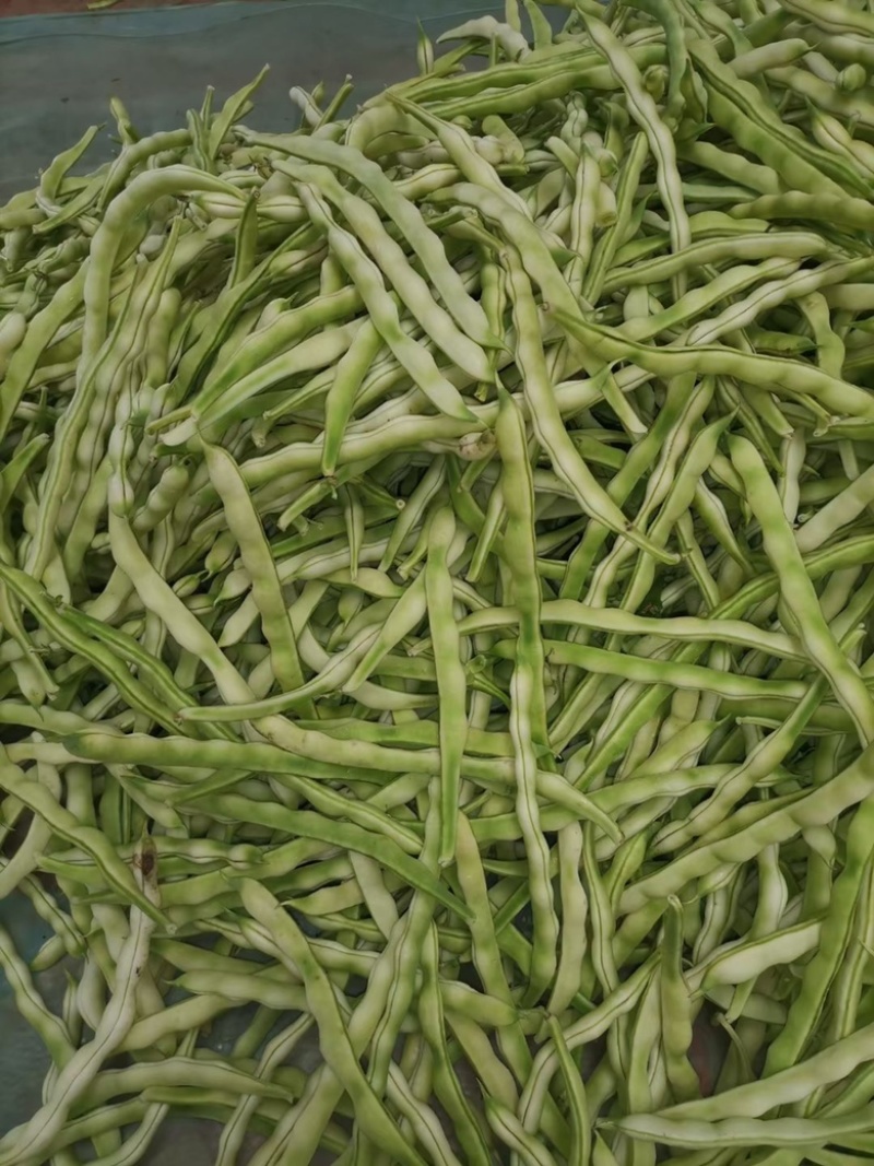 山东芸豆大量上市货源充足保质保量支持全国发货