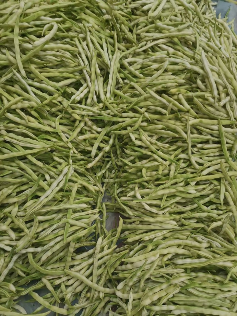 山东芸豆大量上市货源充足保质保量支持全国发货