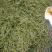 山东芸豆大量上市货源充足保质保量支持全国发货