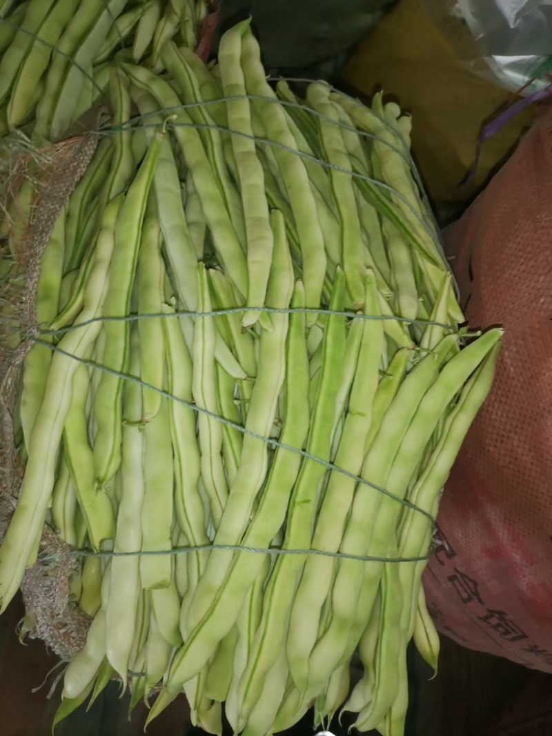 山东芸豆大量上市货源充足保质保量支持全国发货