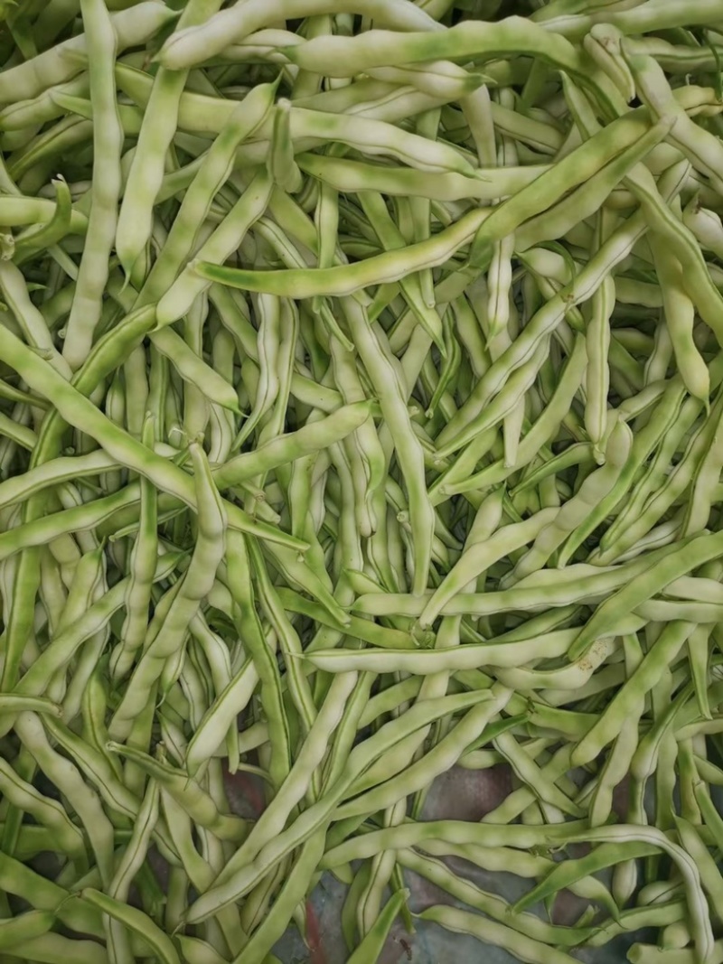 山东芸豆大量上市货源充足保质保量支持全国发货