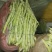 山东芸豆大量上市货源充足保质保量支持全国发货