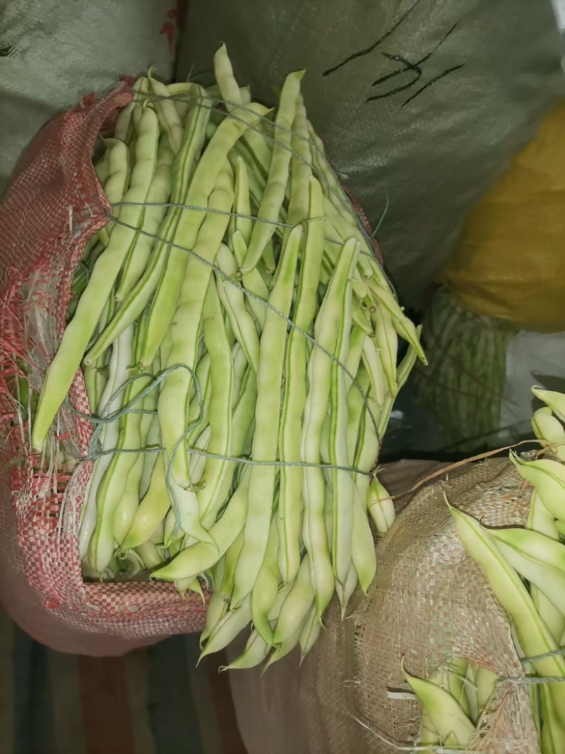 山东芸豆大量上市货源充足保质保量支持全国发货