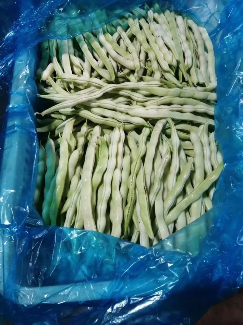 山东芸豆大量上市货源充足保质保量支持全国发货