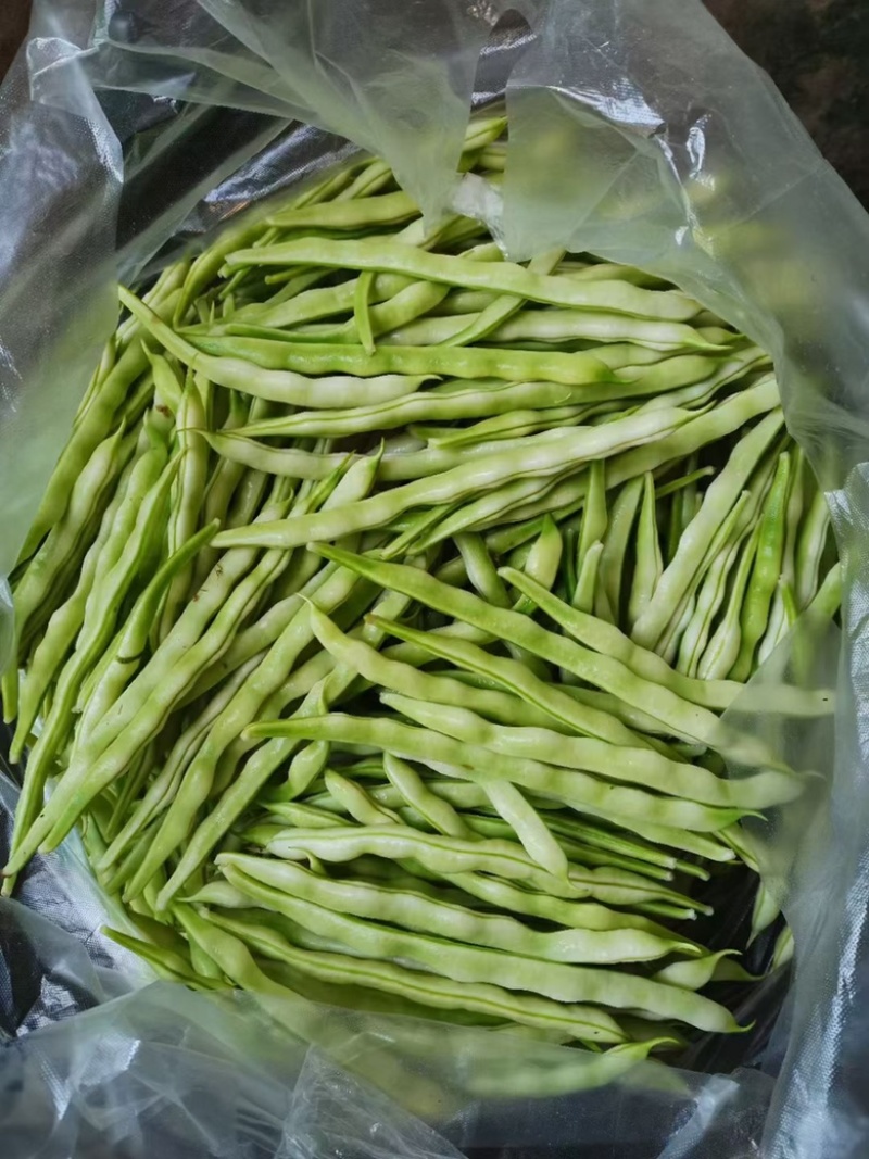 山东芸豆大量上市货源充足保质保量支持全国发货