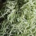 山东芸豆大量上市货源充足保质保量支持全国发货