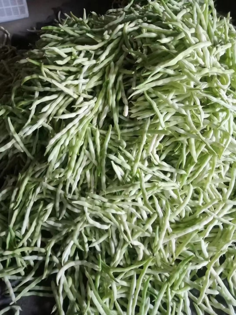 山东芸豆大量上市货源充足保质保量支持全国发货