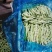 山东芸豆大量上市货源充足保质保量支持全国发货