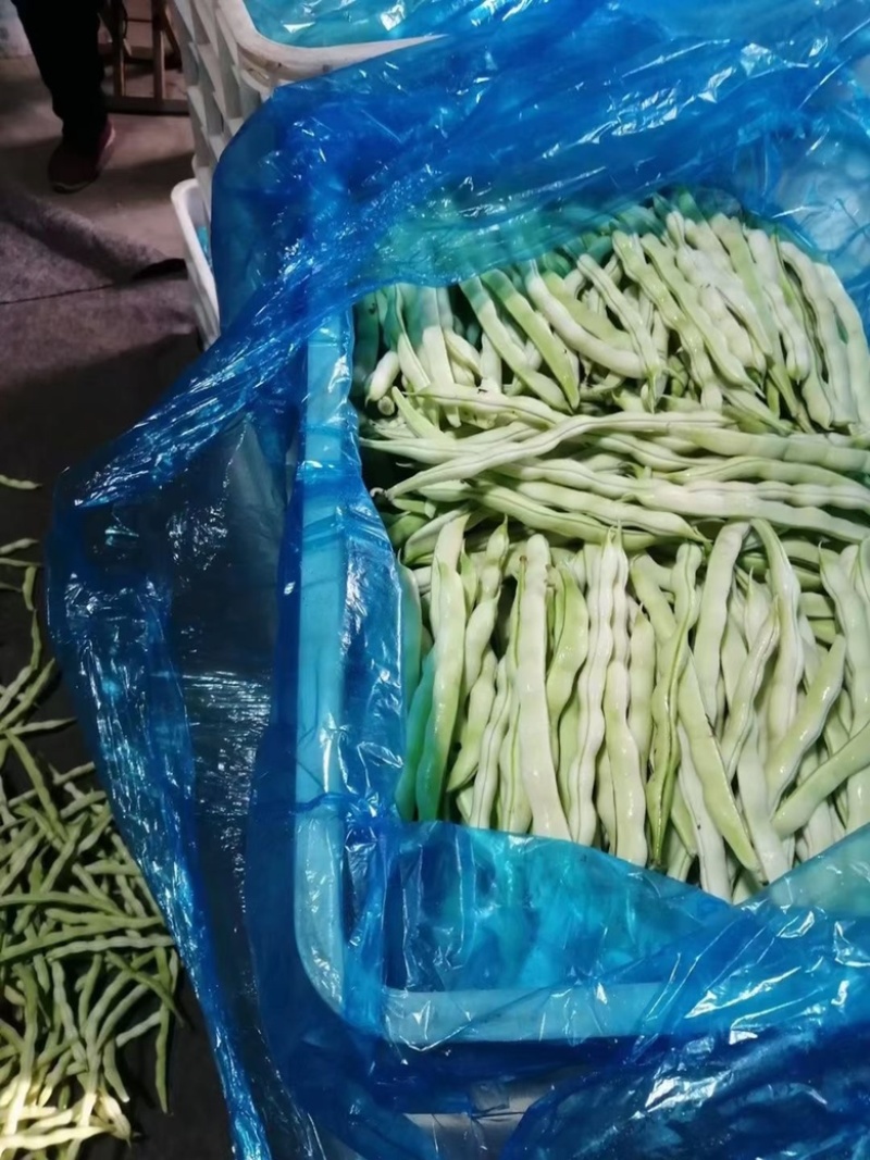 山东芸豆大量上市货源充足保质保量支持全国发货