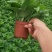 110#绿萝植物水培绿植自己家有货大量供应