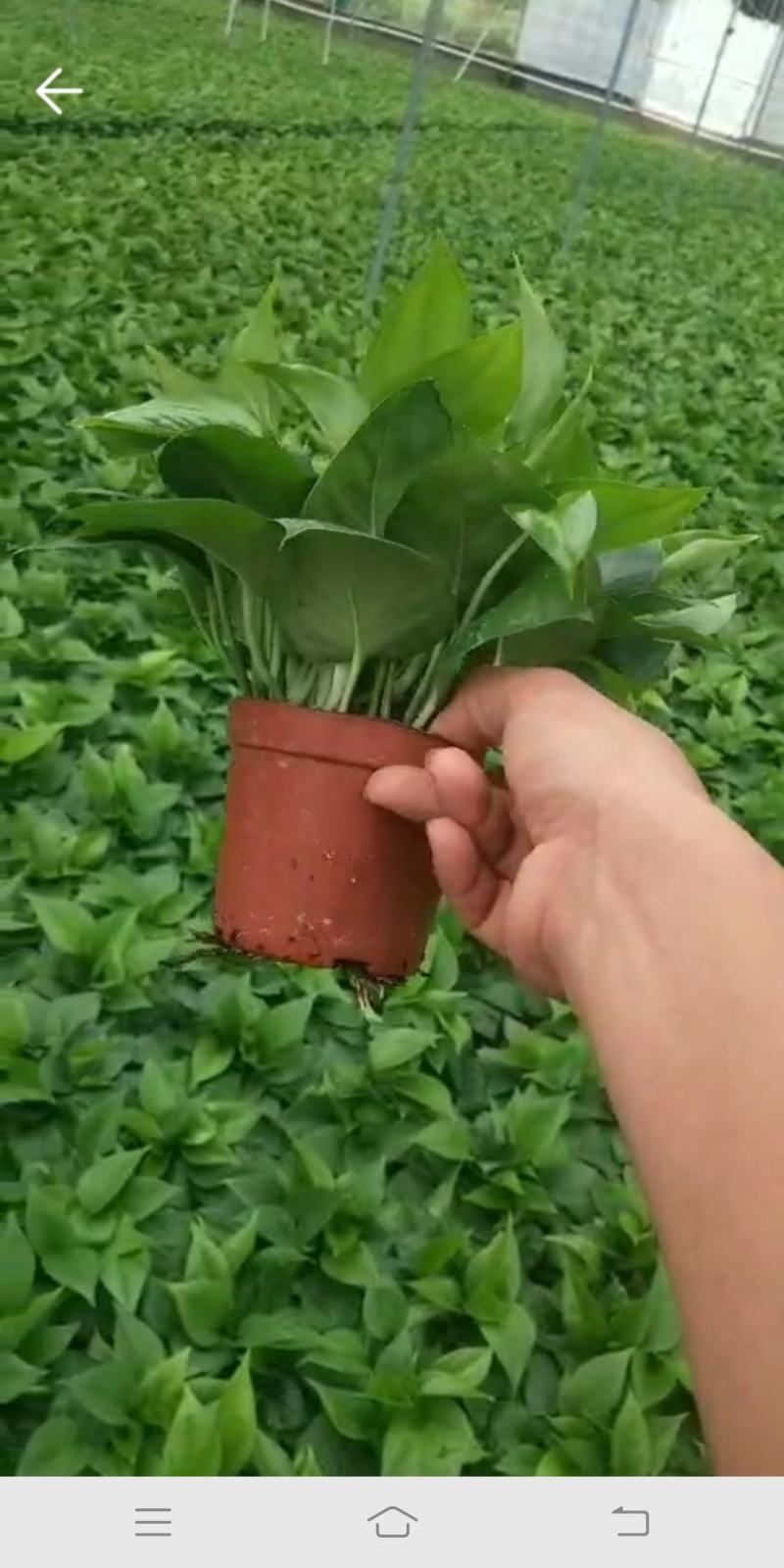 110#绿萝植物水培绿植自己家有货大量供应