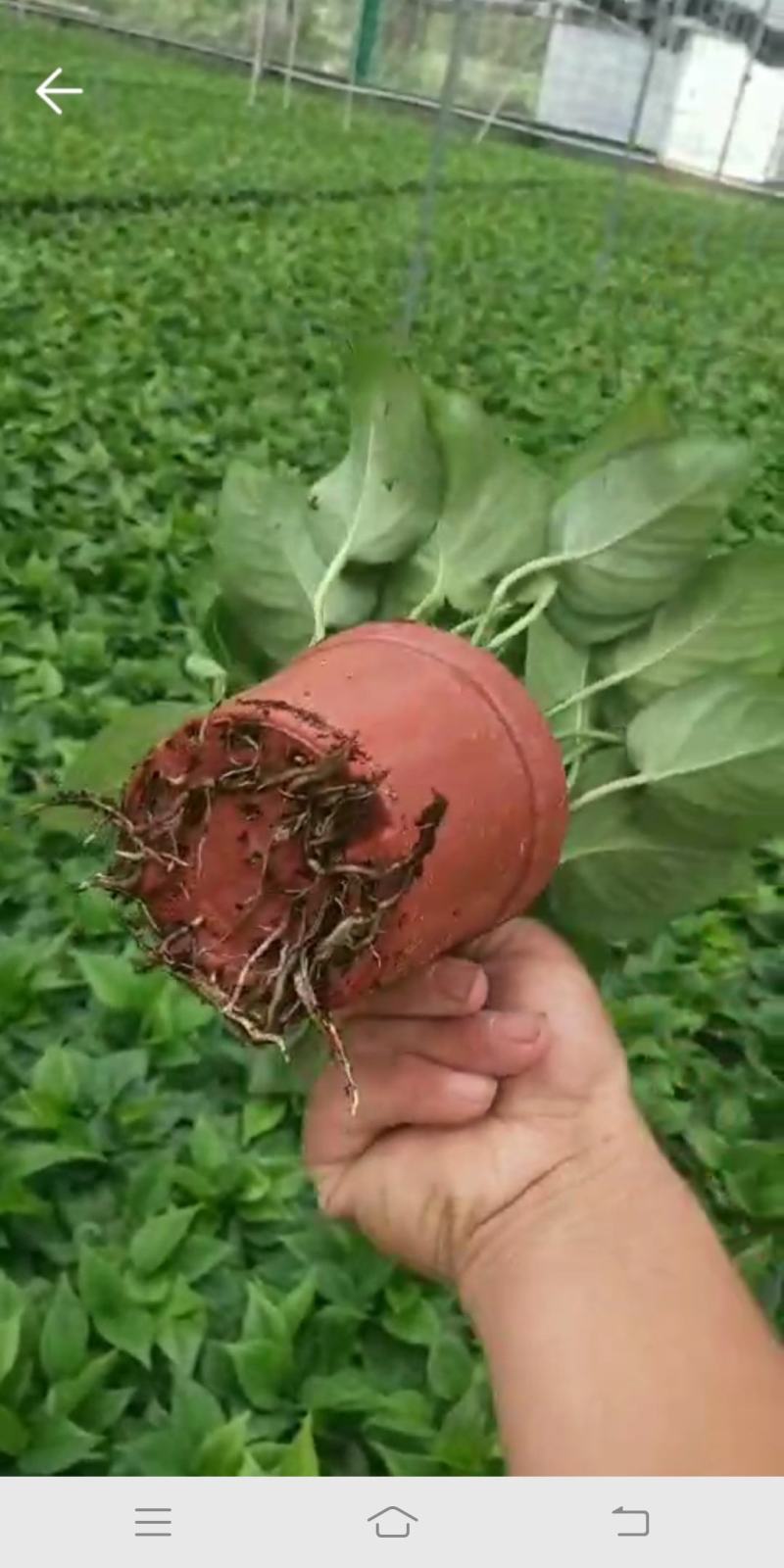 110#绿萝植物水培绿植自己家有货大量供应
