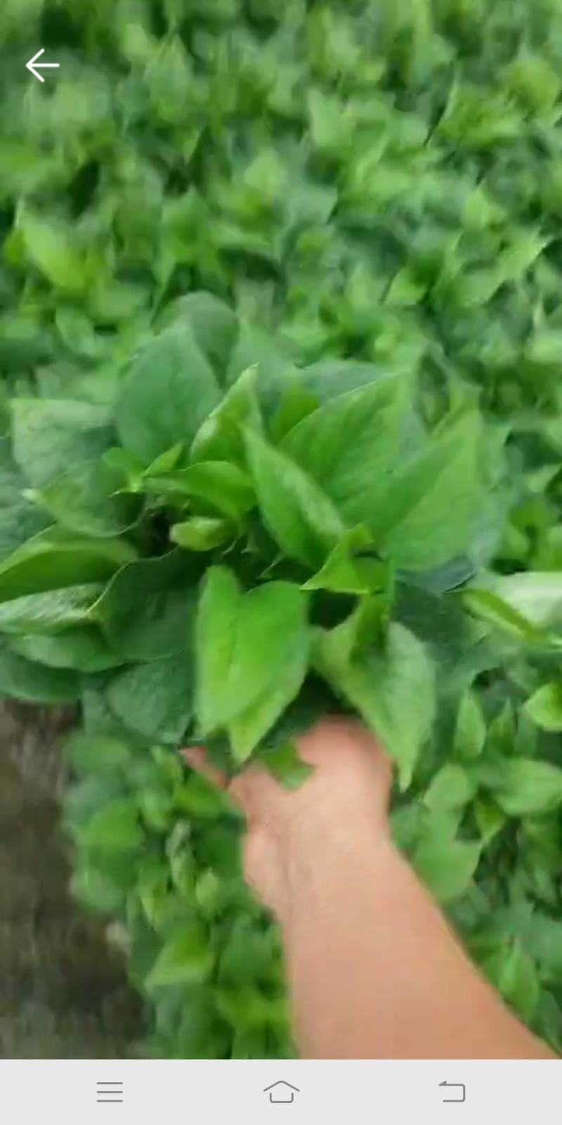 110#绿萝植物水培绿植自己家有货大量供应