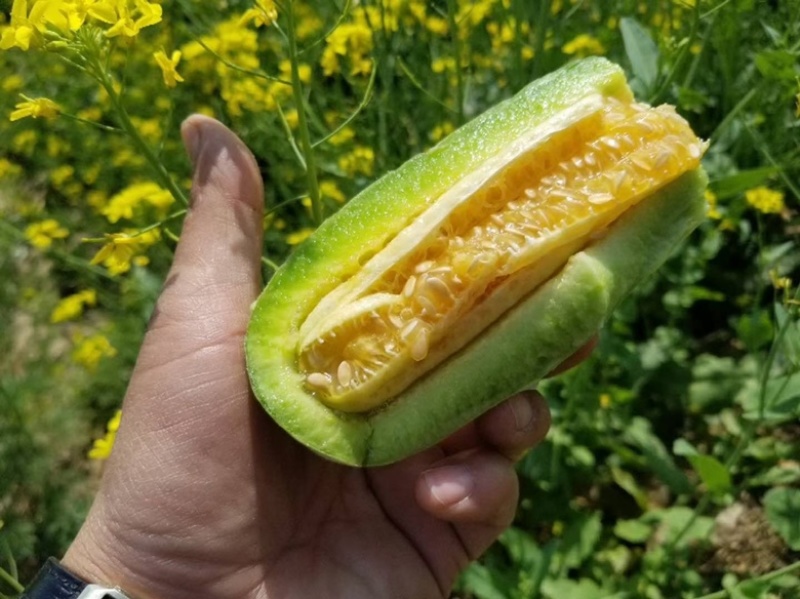 山东羊角蜜博洋九星天20等甜瓜大量上市货源充足