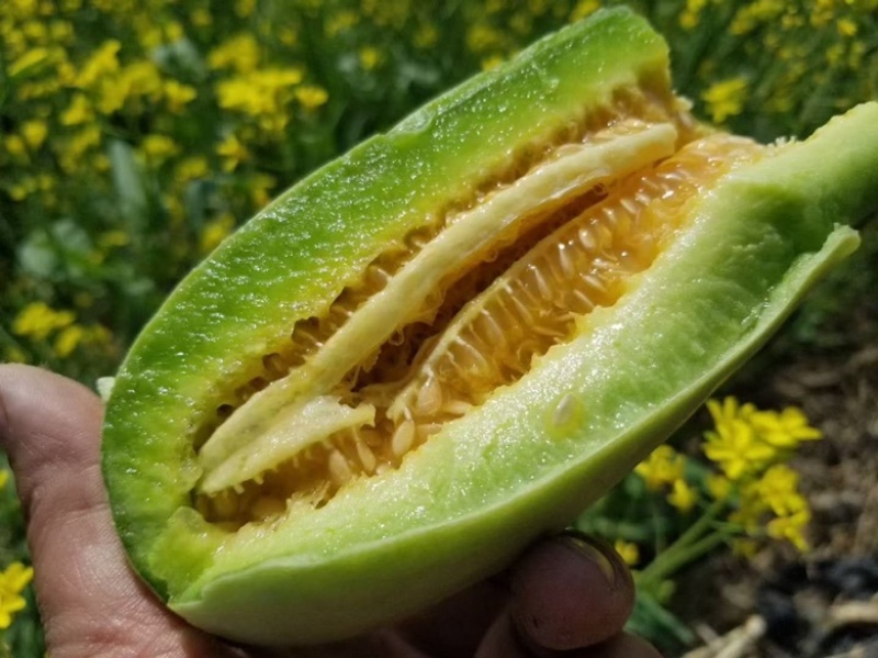山东羊角蜜博洋九星天20等甜瓜大量上市货源充足