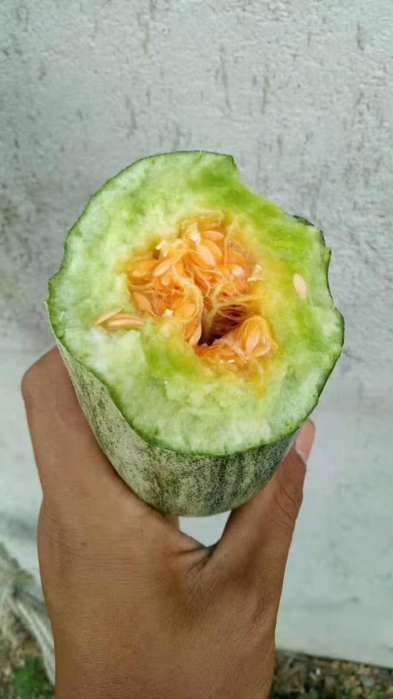 山东羊角蜜博洋九星天20等甜瓜大量上市货源充足