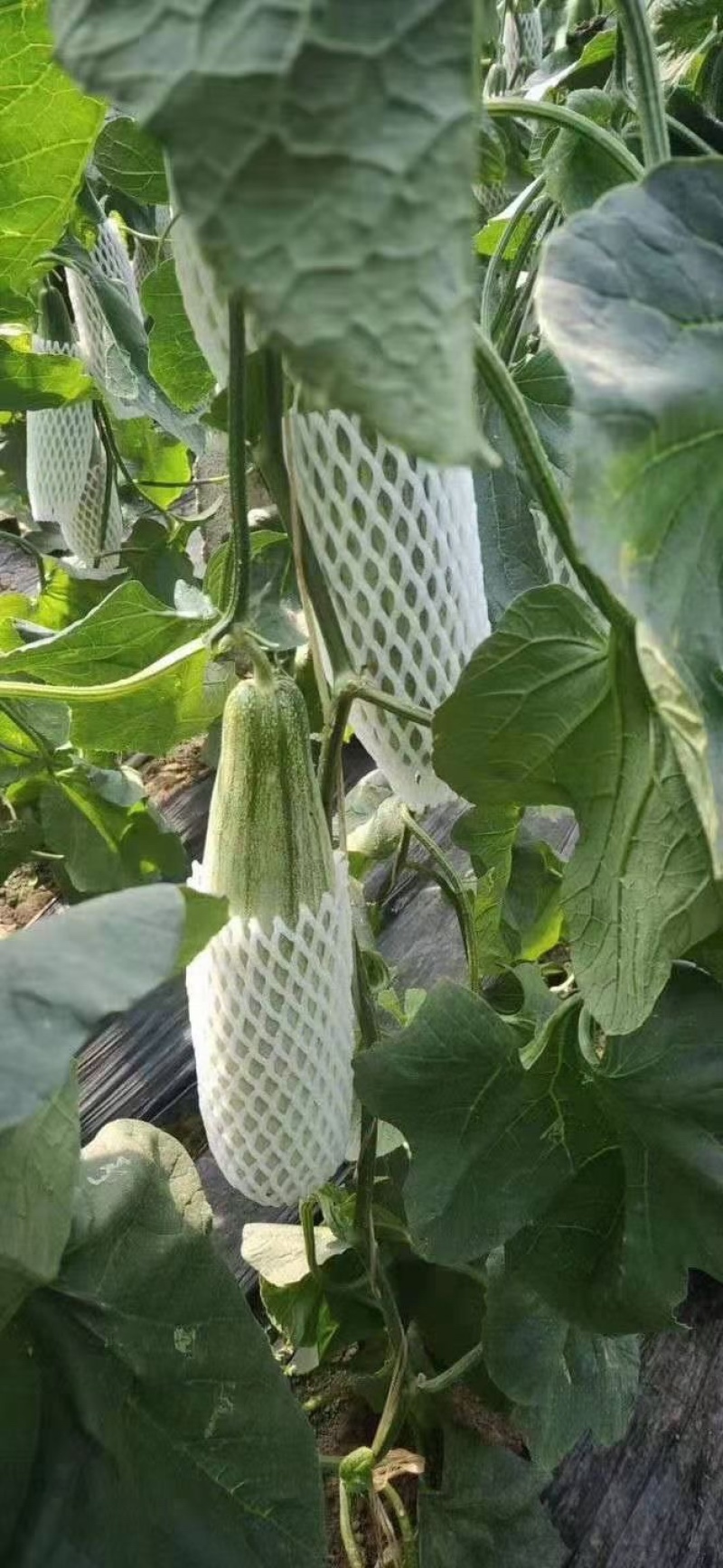 山东羊角蜜博洋九星天20等甜瓜大量上市货源充足