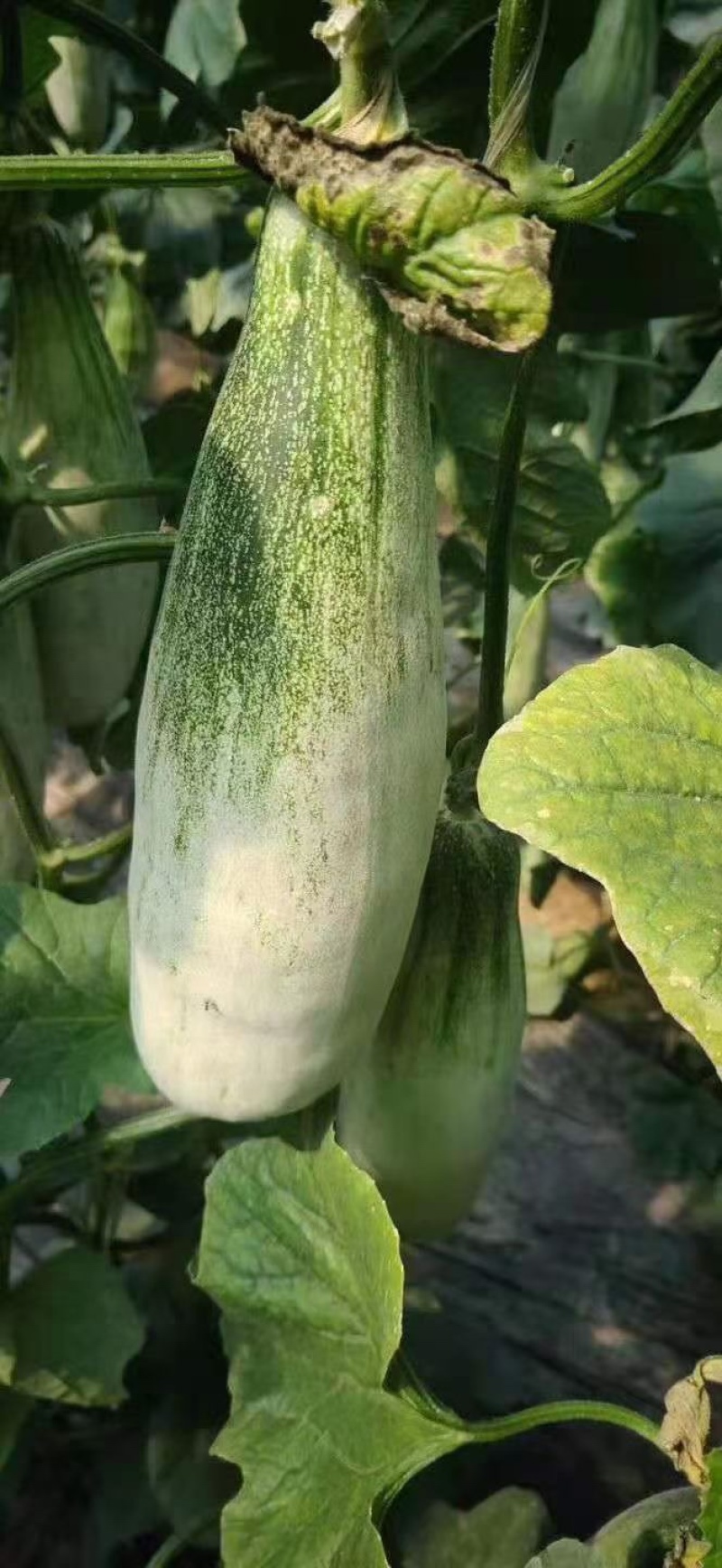 山东羊角蜜博洋九星天20等甜瓜大量上市货源充足