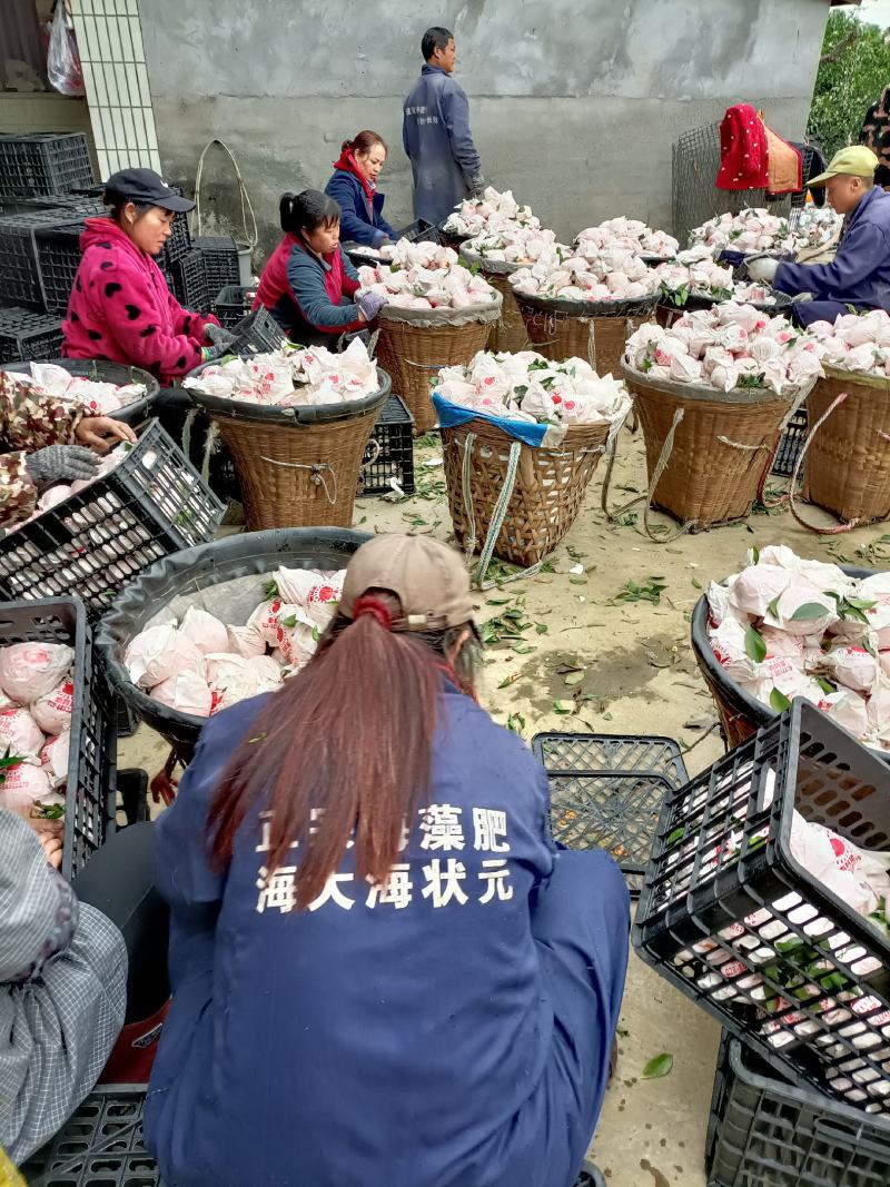 四川蒲江耙耙柑原产地直供自然成熟支持配送对接合作共赢