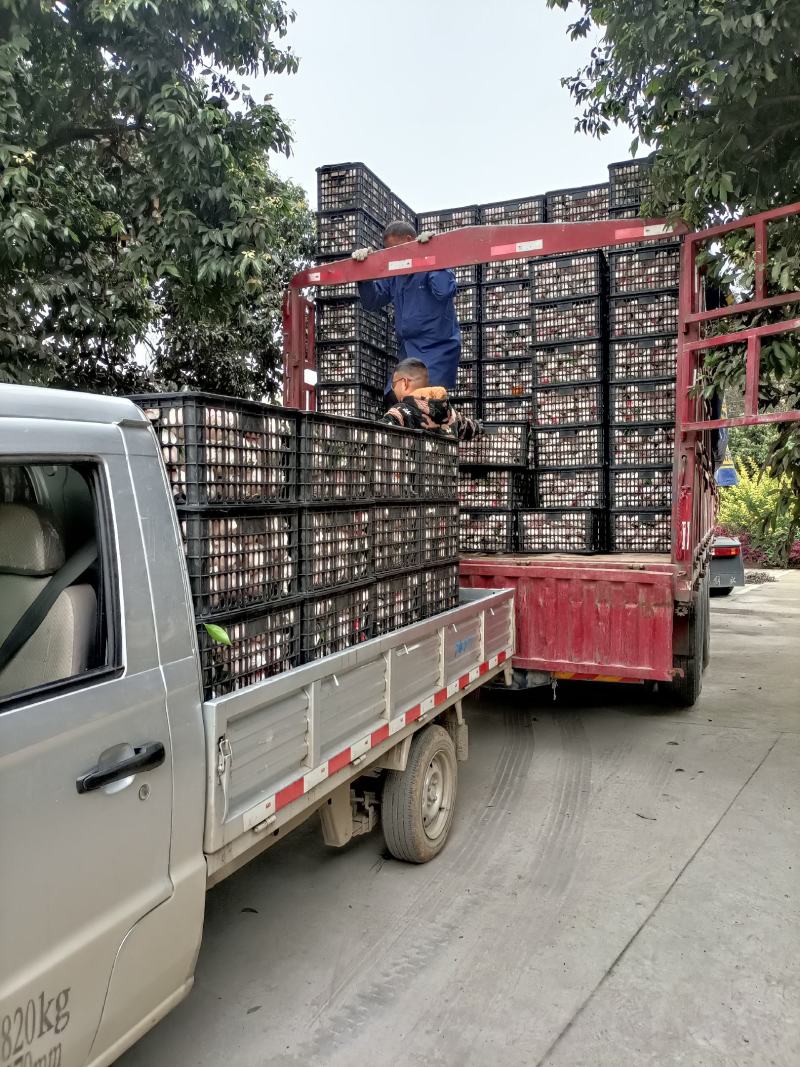 四川蒲江耙耙柑原产地直供自然成熟支持配送对接合作共赢