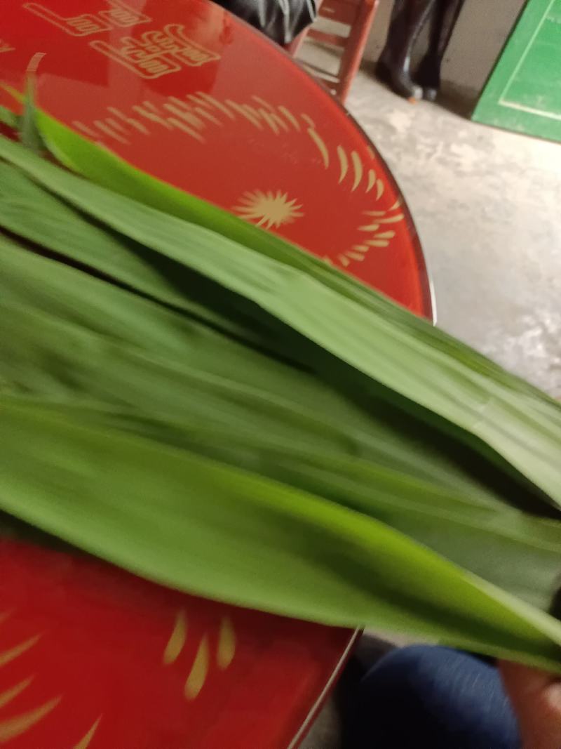 洞庭湖边的香粽叶，又宽又长。