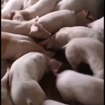 湖南邵阳洞口县常年供应优质三元大中小猪，疫苗到位基地直销