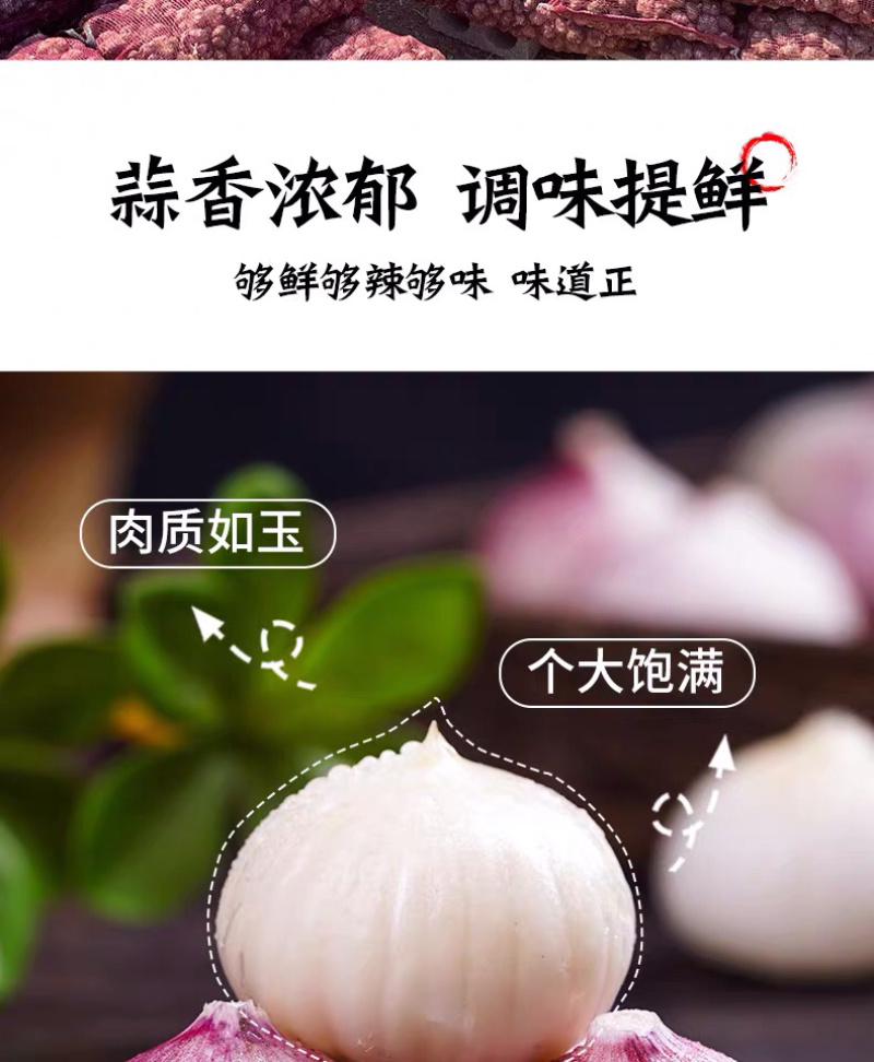 独头蒜一件代发整车批发常年代发电商专供农贸批发