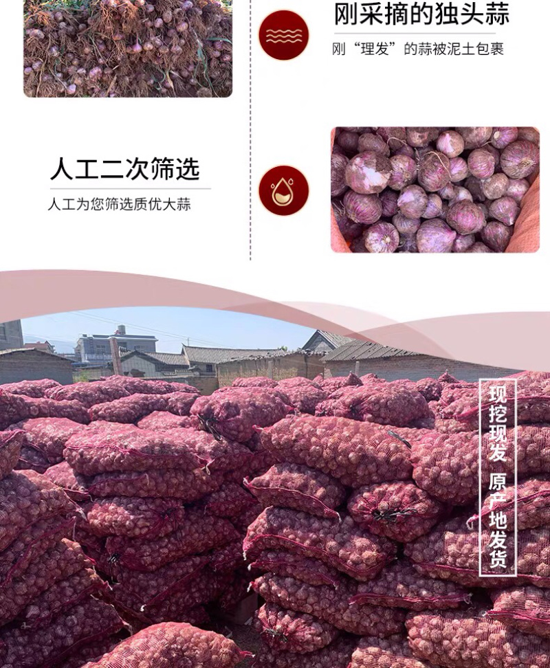 独头蒜一件代发整车批发常年代发电商专供农贸批发