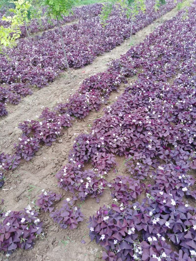 紫叶酢浆草种球紫叶酢浆草观花观叶产地直供